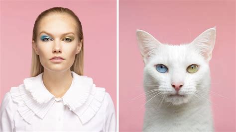 how are cats similar to humans